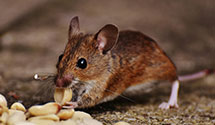 24 Hour & Emergency Exterminators in Fonda, ND